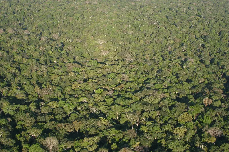 Foto ilustrativa: Copa das árvores da Floresta Amazônica vista de cima